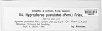 Hygrophorus pustulatus image